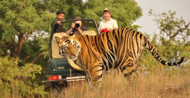 Golden Triangle and Tiger Tour